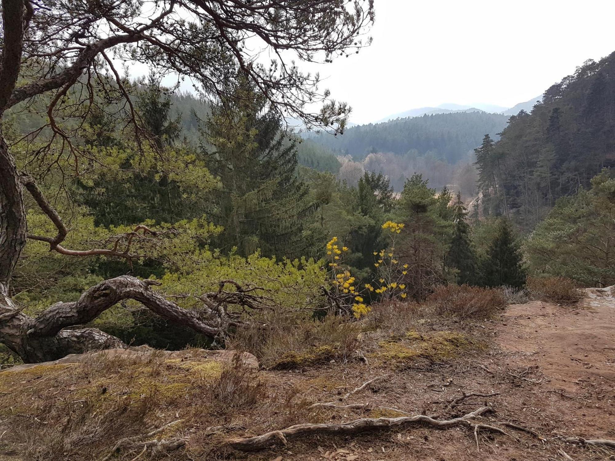 Ferienwohnung Waldliebe Hinterweidenthal Zewnętrze zdjęcie